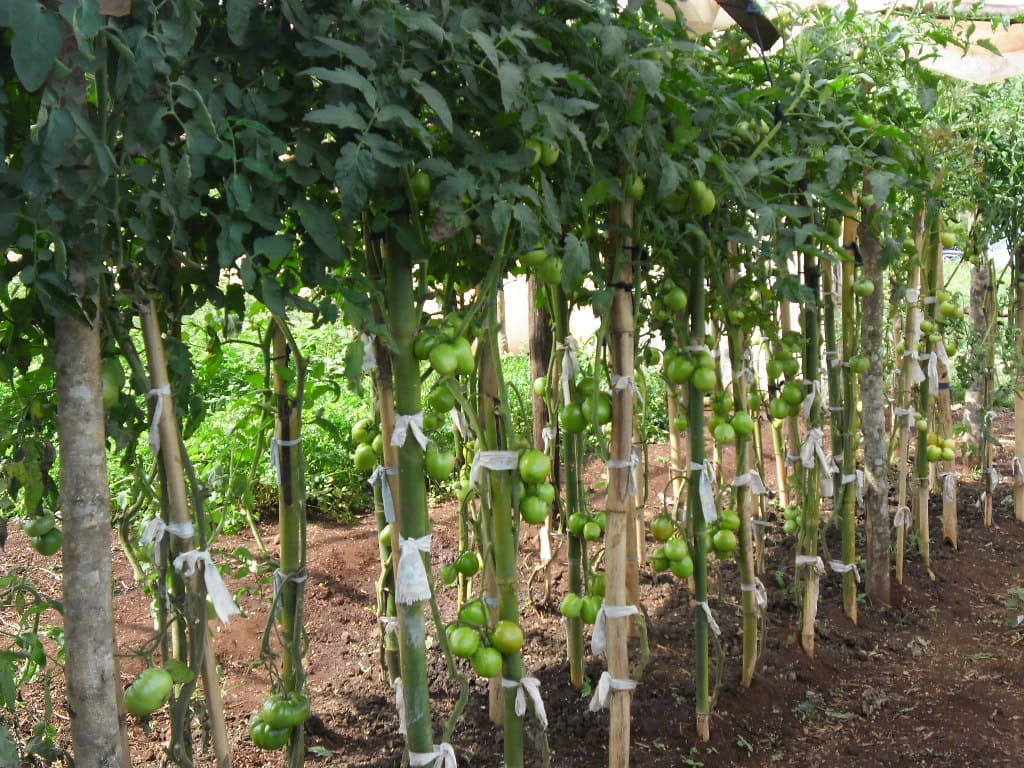 Composto orgânico contribui para controle de doença do tomateiro