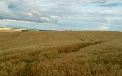 Operações de Proagro começam a ser fiscalizadas pela Conab