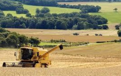 Clima afeta produtividade e qualidade do trigo gaúcho