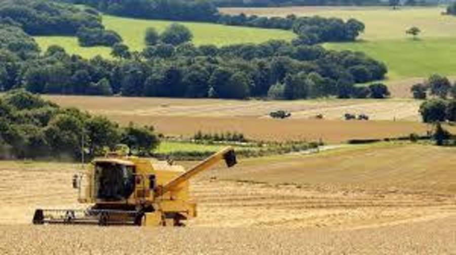 Clima afeta produtividade e qualidade do trigo gaúcho