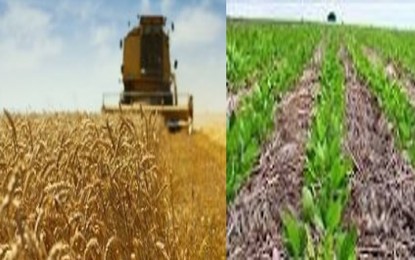 Previsão para novembro será de clima melhor para agricultura