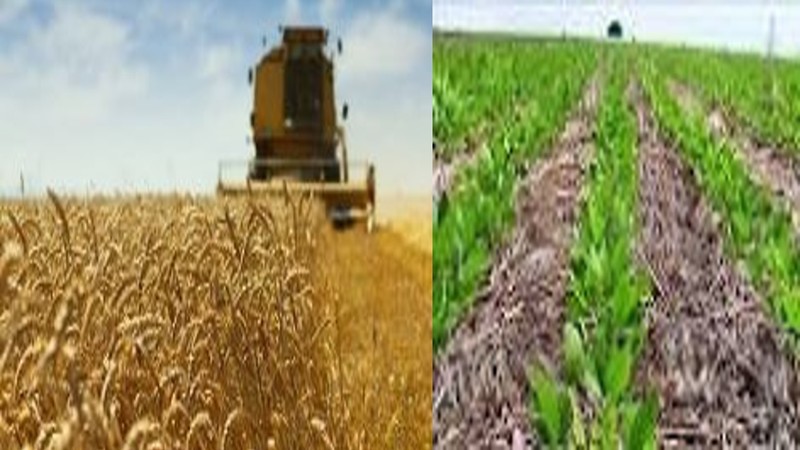 Previsão para novembro será de clima melhor para agricultura