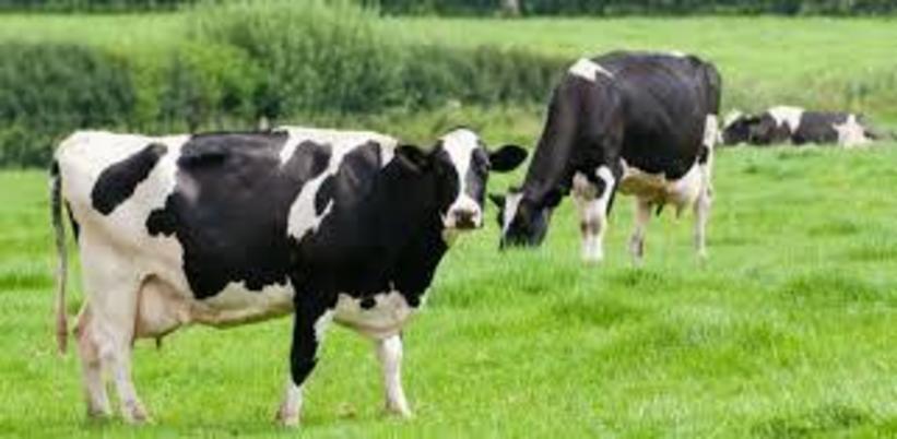 Aplicativo ajuda a manejar plantas forrageiras para alimentar rebanho