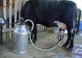 Produtores de leite reivindicam regulamentação definitiva das importações