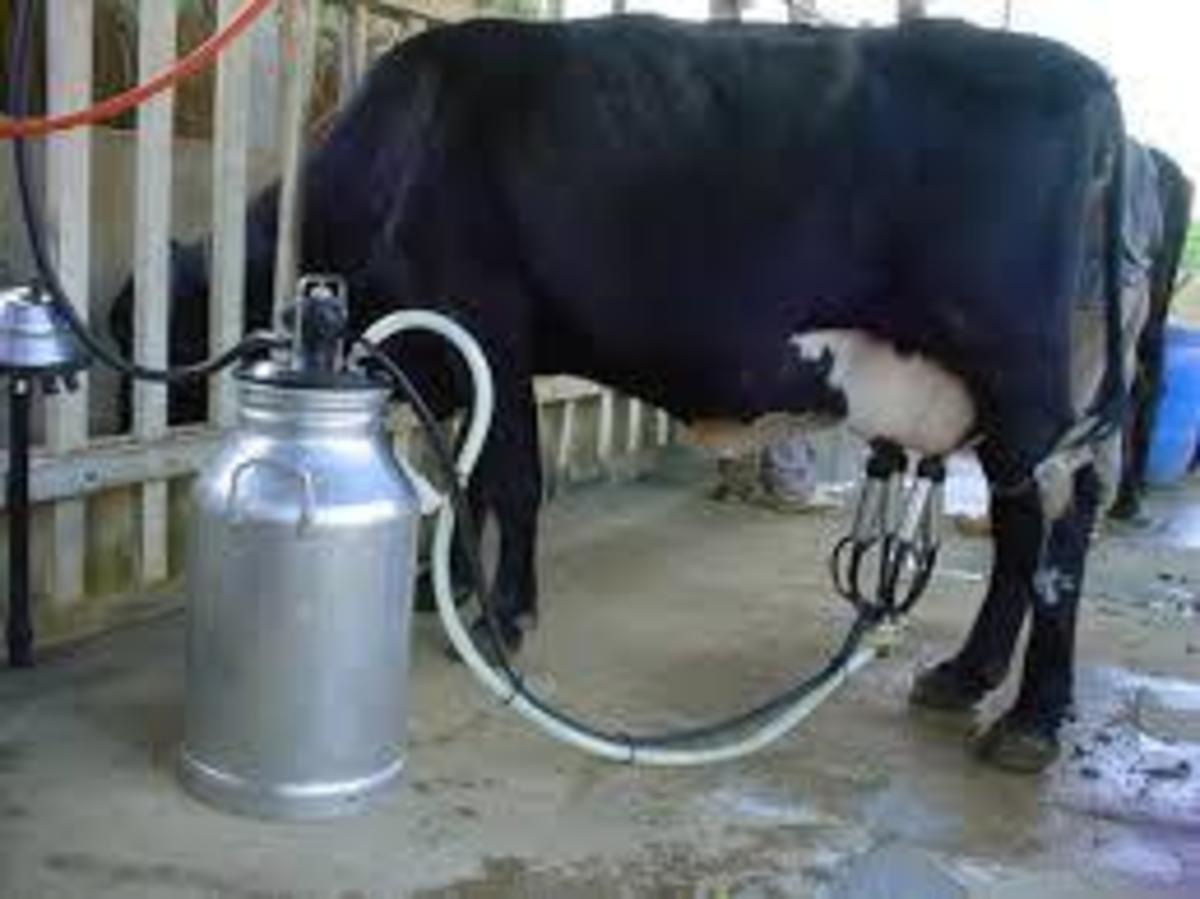 Produtores de leite reivindicam regulamentação definitiva das importações