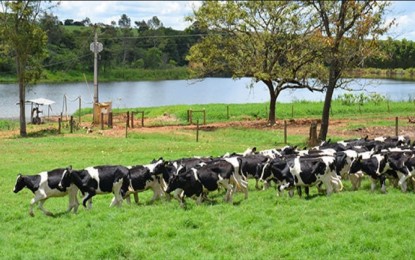 Senário do preço do leite pago ao produtor