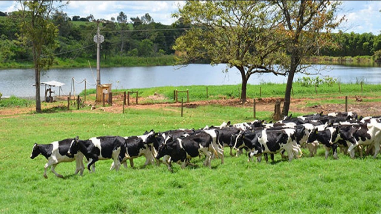 Senário do preço do leite pago ao produtor