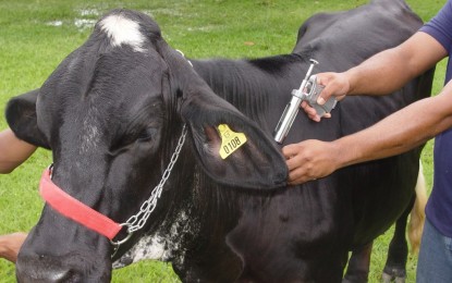 Redução da dose da vacina contra aftosa valerá a partir de maio