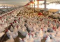 Exportações de carne de frango crescem 16,2% em outubro