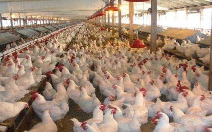 Exportações de carne de frango crescem 16,2% em outubro