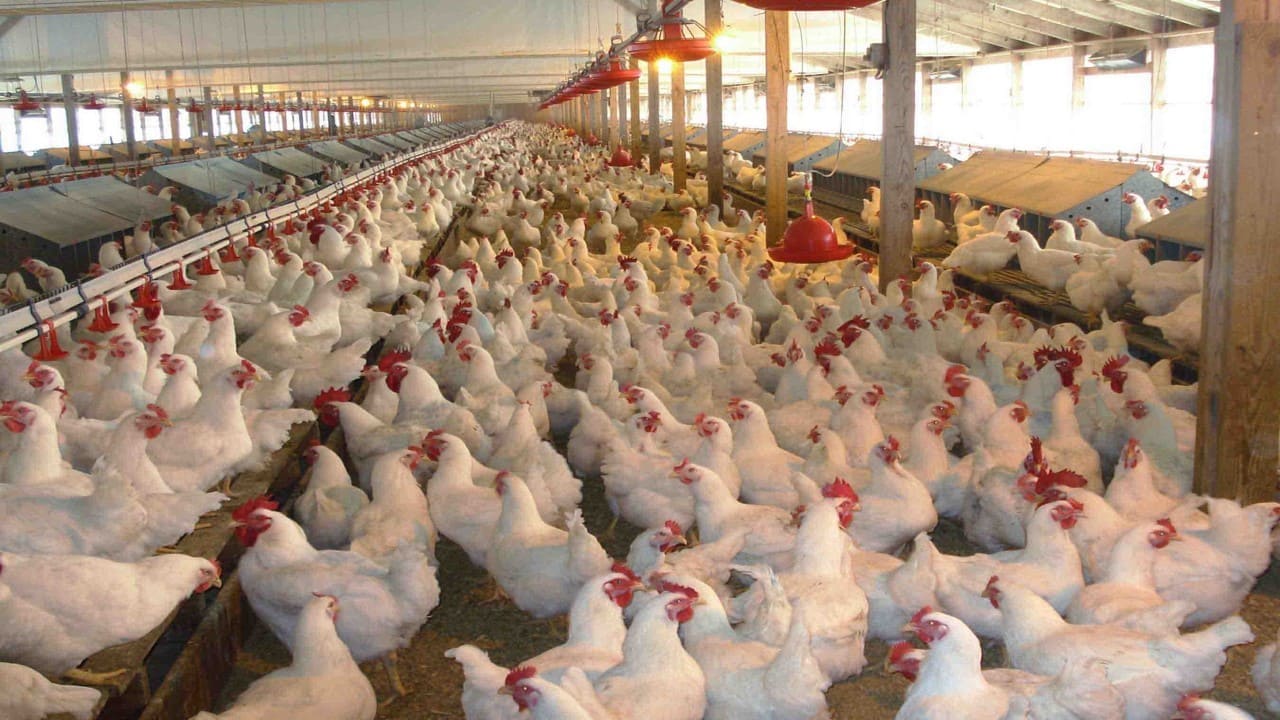 Exportações de carne de frango crescem 16,2% em outubro