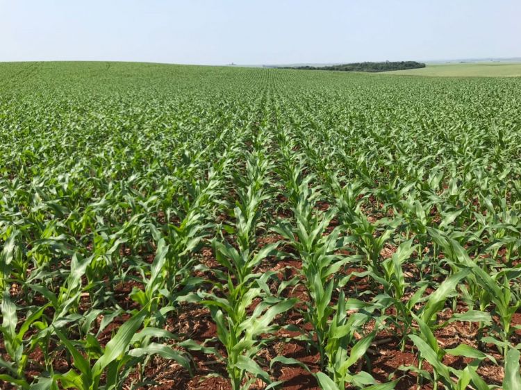 Plantio do milho no RS se encaminha para o final