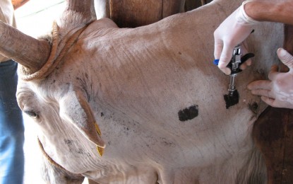 Barra do Guarita, programa oferece vacina contra Brucelose e exame de Tuberculose, com objetivo de auxiliar o produtor rural