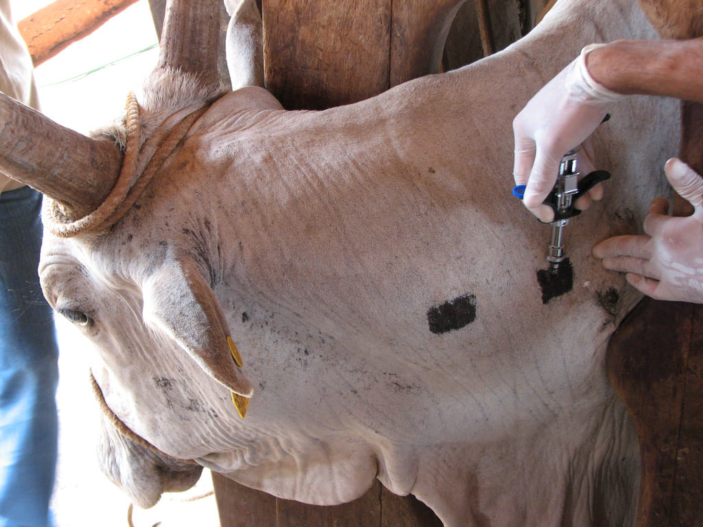 Barra do Guarita, programa oferece vacina contra Brucelose e exame de Tuberculose, com objetivo de auxiliar o produtor rural