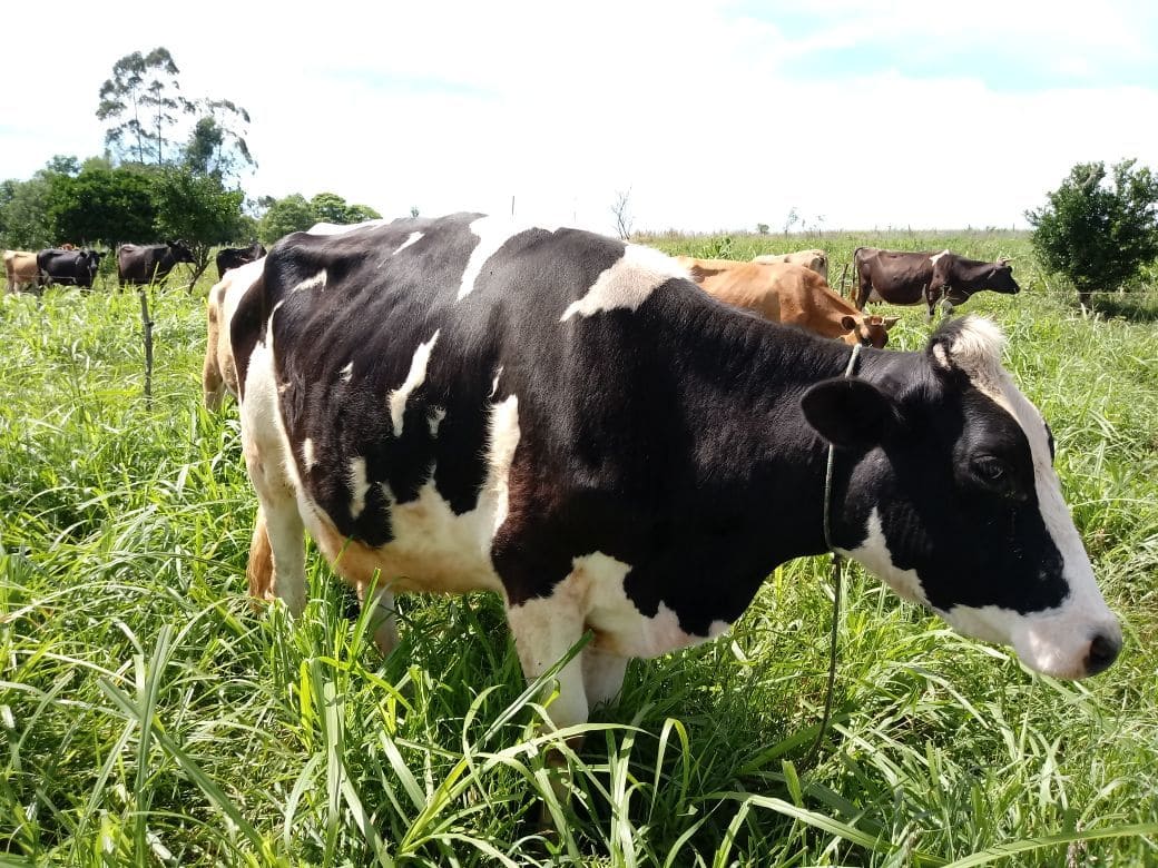 São Martinho, Programa “Mais Leite, Mais Renda”