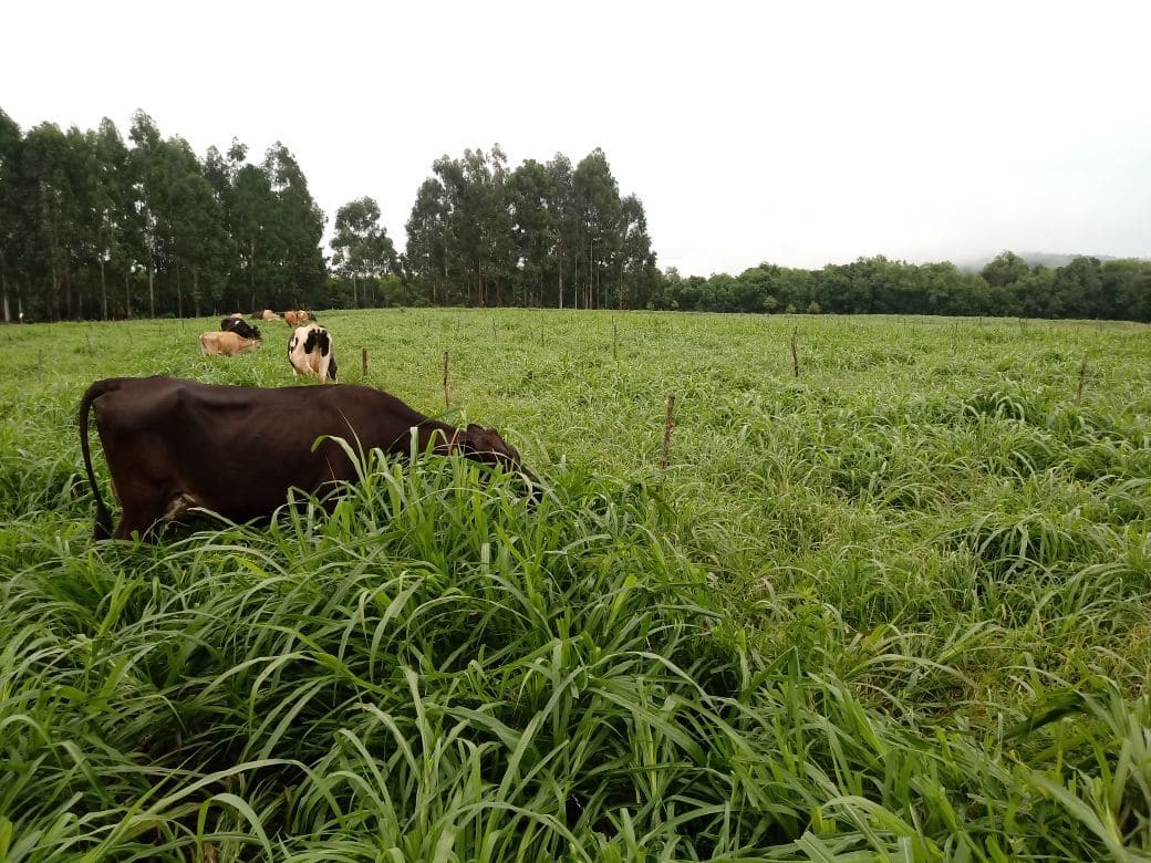 Leite: Preço pago ao produtor cai pelo 5º mês seguido