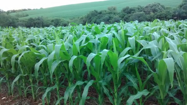 Desenvolvimento das lavouras de milho