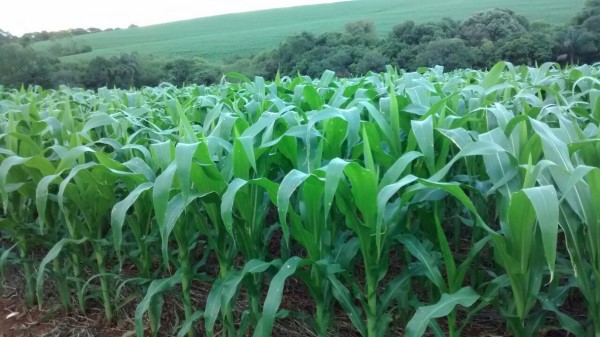 Pesquisa mostra que Inoculação da semente em lavoura de milho permite reduzir a adubação nitrogenada