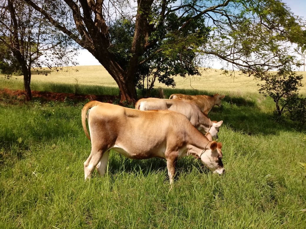 Possibilidade de melhoria para o setor leiteiro