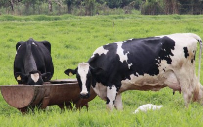 Bovinocultura de leite