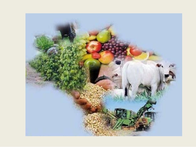 Aprovado projeto que garante pagamento de preço mínimo para produtos agropecuários