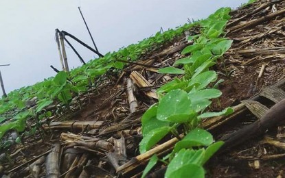 Plantio da soja no RS avança e ultrapassa 40% da área para 2017/2018