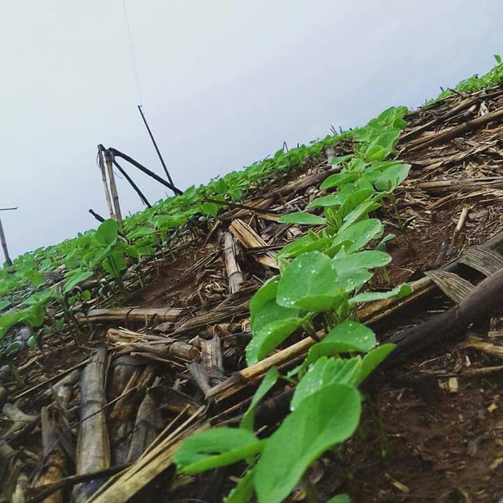 Plantio da soja no RS avança e ultrapassa 40% da área para 2017/2018