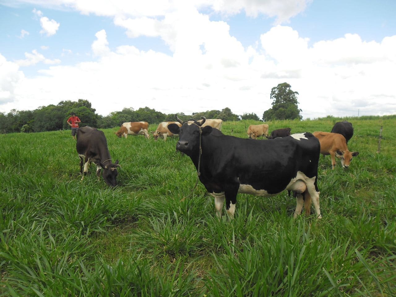 FETRAF-RS e Unicafes promovem Seminário Estadual do Leite