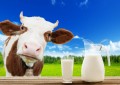 Quase 25 mil produtores abandonam atividade leiteira no RS em um ano