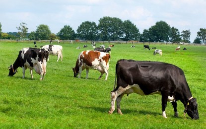 Colostro para alimentação humana pode virar nova fonte de renda ao produtor