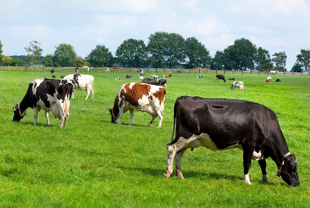 Queda de medida antidumping pode sufocar produtores de leite