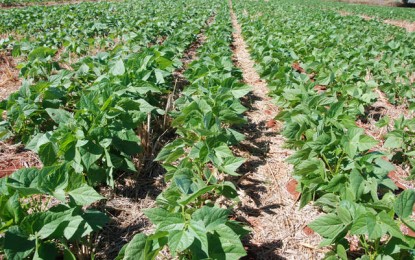 Brasil aumenta em 35% a produção do feijão