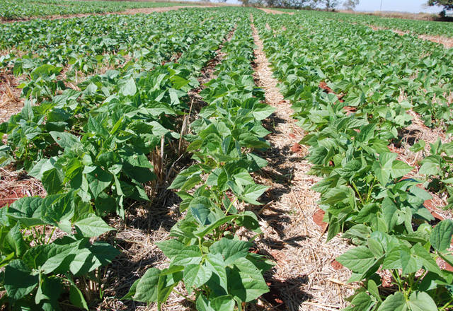 Brasil aumenta em 35% a produção do feijão