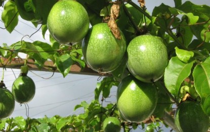Saiba como fazer a polinização do maracuja