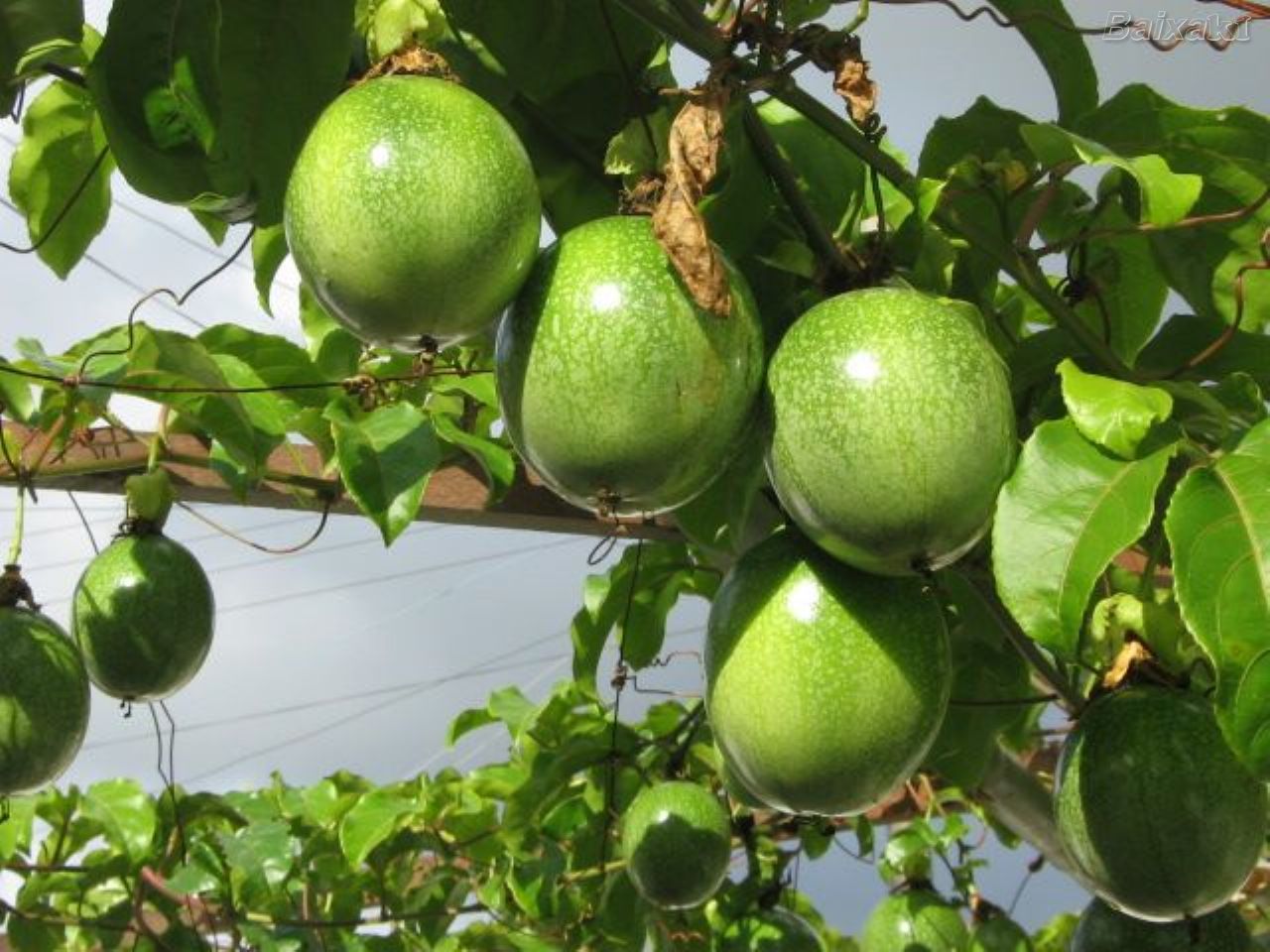 Saiba como fazer a polinização do maracuja
