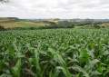 Lavouras de milho apresentam bom potencial produtivo