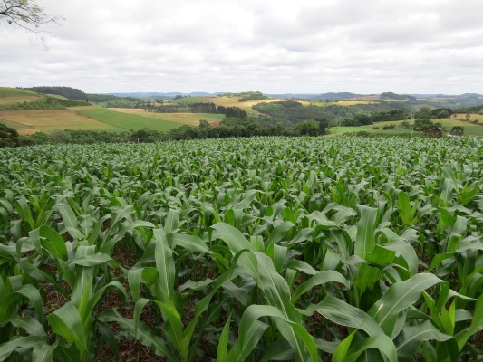 Lavouras de milho apresentam bom potencial produtivo