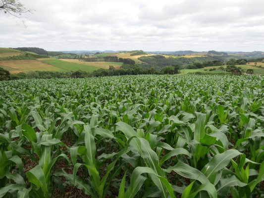 Lavouras de milho apresentam bom potencial produtivo