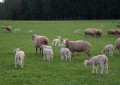 Brasil tem rebanho com 18 milhões de ovelhas