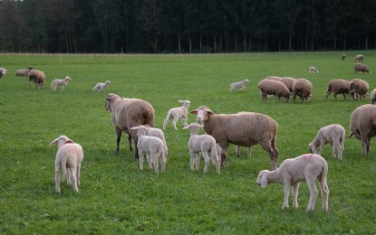 Brasil tem rebanho com 18 milhões de ovelhas