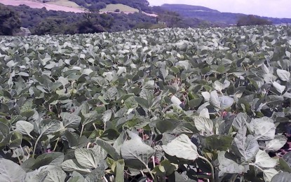 Rio Grande do Sul já conta com 70% da área de soja semeada