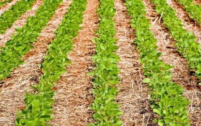 Conheça as três melhores técnicas de conservação do solo