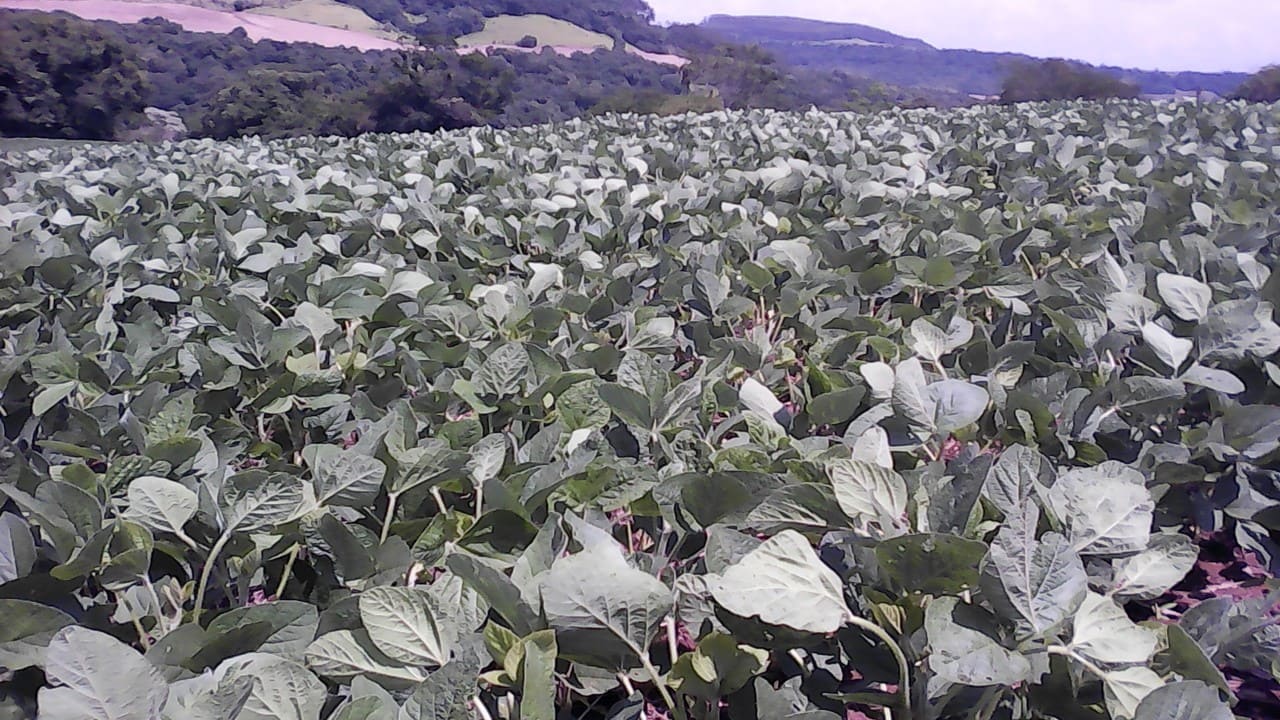 Rio Grande do Sul já conta com 70% da área de soja semeada