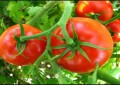 Informações sobre cultivo de tomate