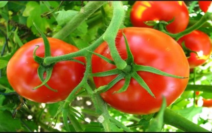 Informações sobre cultivo de tomate