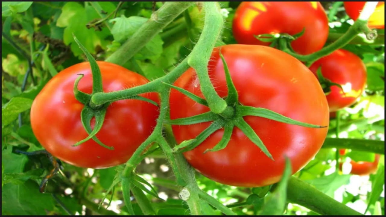 Informações sobre cultivo de tomate