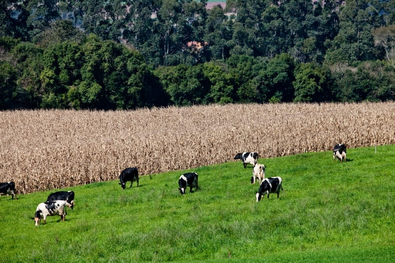 Censo trará número menor de propriedades
