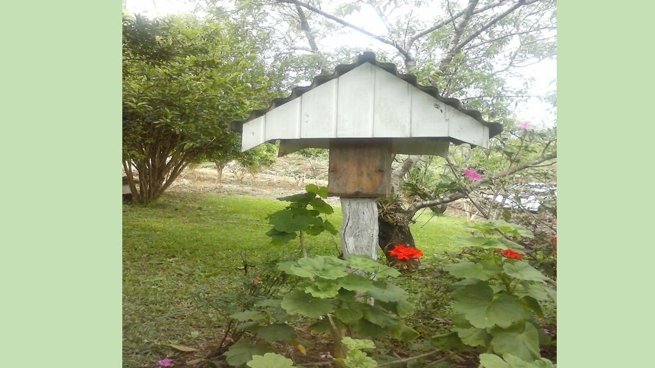 Como fazer isca para capturar enxames de abelhas Jatai