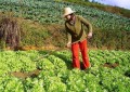 Dez fatores-chave de sucesso da horticultura