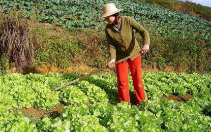 Dez fatores-chave de sucesso da horticultura